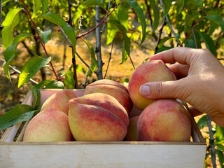 Harvest of ripe peach fruits in garden 