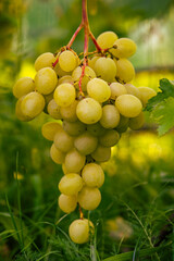 amazing and delicious grapes on a branch