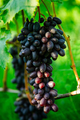 Fototapeta premium amazing and delicious grapes on a branch