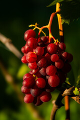amazing and delicious grapes on a branch