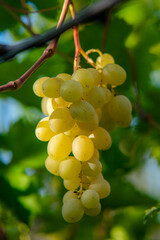 amazing and delicious grapes on a branch