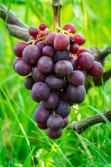 amazing and delicious grapes on a branch