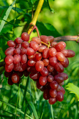 amazing and delicious grapes on a branch