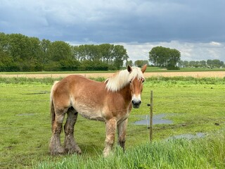 horse in the field