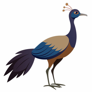 recommend clip art: Lyrebird Art Vector Design