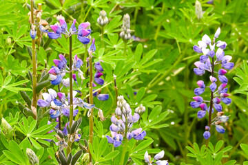 flowers in the forest - May night, meadow sage
