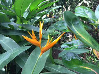 Bird of Paradise