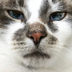 close up of a cat