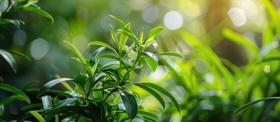 Obraz premium The Keris Orchid Ornamental Plant Or Dendrobium Sagittatum With Small Green Leaves Looks Like It Is Growing Well In A Home Garden On A Sunny Morning