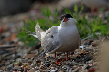 Fototapeta premium terns