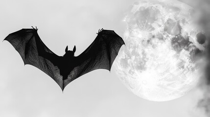 Fototapeta premium Mysterious Bat Silhouette in Moonlight on White Background