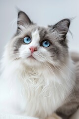 Fototapeta premium A close-up shot of a domestic cat with distinctive blue eyes, sitting on a neutral background