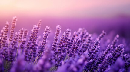 Naklejka premium Close-up of a field of lavender in full bloom, with rows of purple flowers and a soft, hazy background