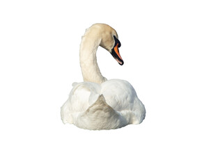 White swan with head turned back view png © mikus