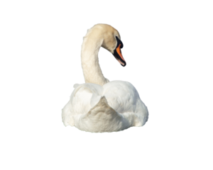 White swan with head turned back view png