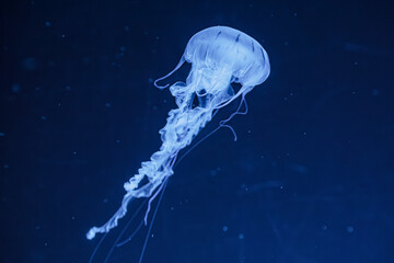 jellyfish in the blue depths © Mihail