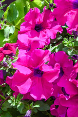 pink flowers in a garden