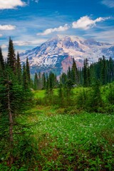 Mt Rainier  with a madow and forest forground viewed from a trail just above Parasise Lodge, Rainier  National Park, Washington © Bob