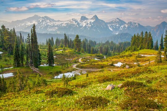 Cascade mountain range in Mt Rainier National Park with a meadow and forest forground viewed from a trail just above Parasise Lodge, Ranier National Park, Washington