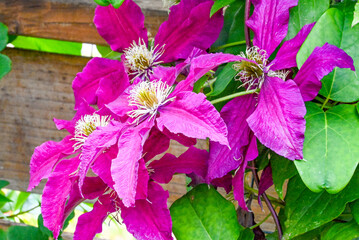 pink flowers in the garden