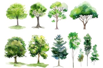 Fototapeta premium Watercolor illustration of multiple trees on a plain white background, great for various designs and projects