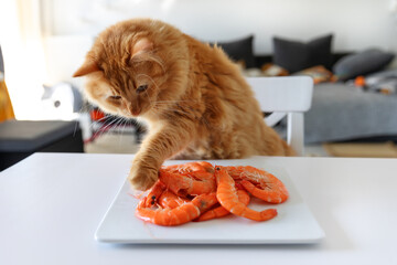 The red cat stretches its paw towards the shrimp lying on a white plate on a white table. © Nataliya