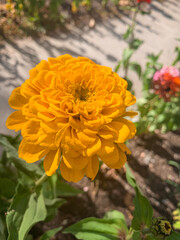 orange flower in the garden