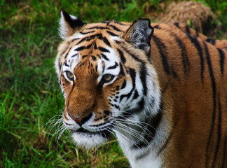 tiger in the zoo
