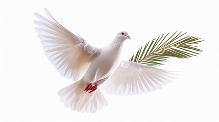 Fototapeta premium Free flying white dove isolated. Symbol White dove with palm branch isolated on white background