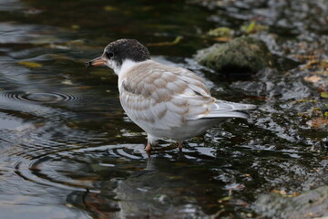 terns