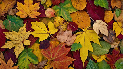 A colorful pattern of autumn leaves on the ground showing a variety of color
