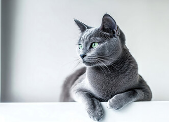 A majestic gray cat with striking green eyes, lounging gracefully by a bright window, embodying elegance and tranquility.