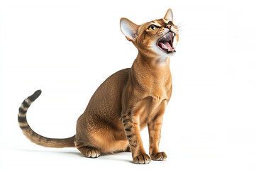 A stunningly realistic cat sitting proudly, expressing a loud meow with an alert posture and captivating features.