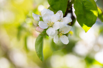 A blooming apple tree. Pink and white apple blossoms on a branch in spring. Floral spring and summer background.