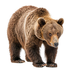 Fototapeta premium Brown bear fishing. Isolated on transparent background.
