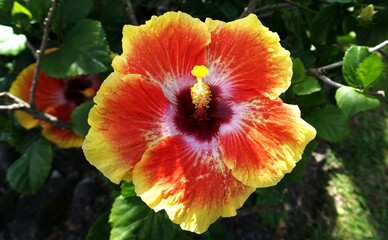 red hibiscus flower