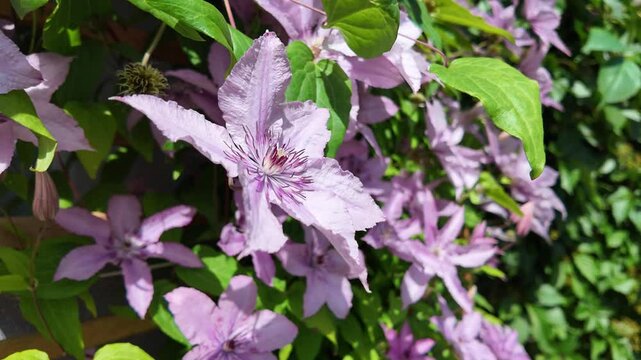 Pink clematis flowers bloomed in the garden