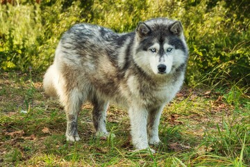 Obraz premium Female husky breed on a walk in the forest