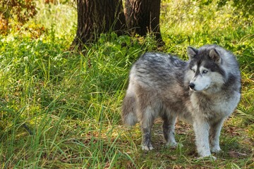 Female husky breed on a walk in the forest