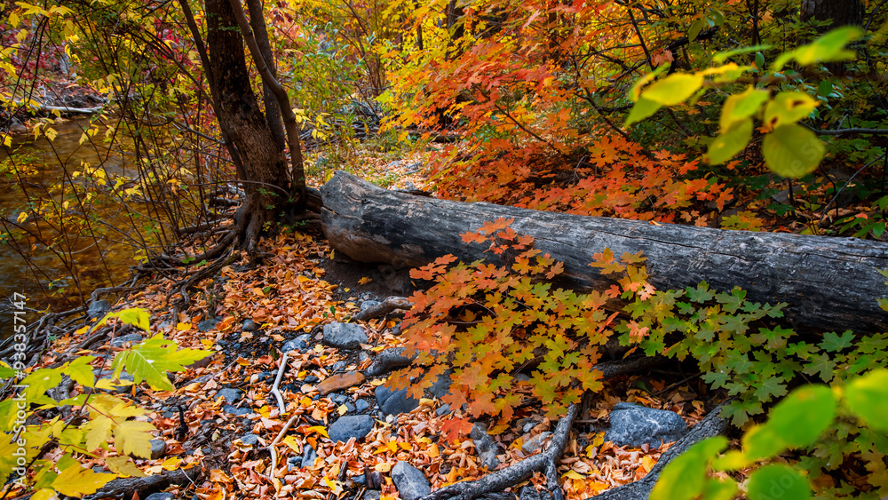 Canvas Prints Colorful Maple plant nd fallen leaves at American Fork canyon in Utah.