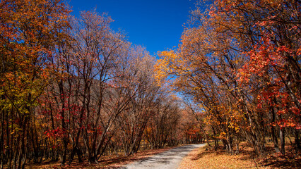 Bright colorful autumn trees by the winding road in Utah mountains.