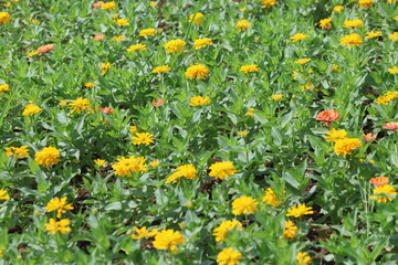 Fototapeta premium yellow flower background in a park