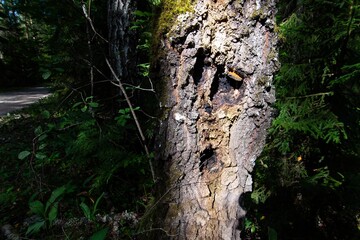 Spooky face and eye in the trees. Halloween.