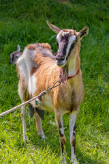 A spotted goat grazing on the grass   Łaciata koza pasąca się na trawie  © Adrian White