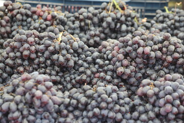 close up of a pile of red grapes