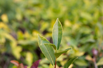 Green tea tree leaves field Fresh young tender bud herbal in farm on summer morning. Sunlight Green tea tree plant camellia sinensis in organic farm.
