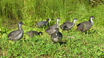 Eurasian coot (Fulica atra), also known as common coot, or Australian coot, member of rail and crake bird family, Rallidae
