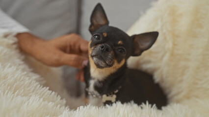 A man affectionately pets his chihuahua dog on a cozy blanket in the living room of an apartment, demonstrating a tender moment of bonding indoors.