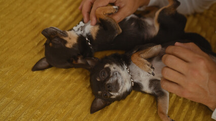 A man gently petting two relaxed chihuahuas on a cozy bed inside a bedroom, portraying a warm, intimate moment at home.