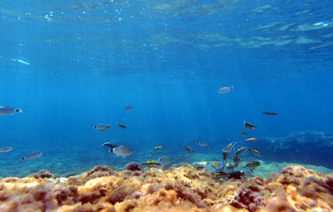 reef with fishes
